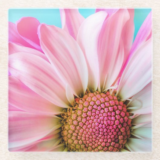 Pink Daisy Glasuntersetzer (Vorderseite)