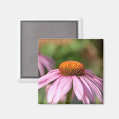Pink Daisy Magnet (Vorderseite/Rückseite)