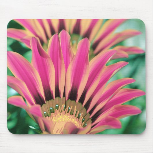 Pink Daisy Petals Mousepad (Vorne)