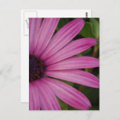 Pink Daisy Postcard Postkarte (Vorne/Hinten)