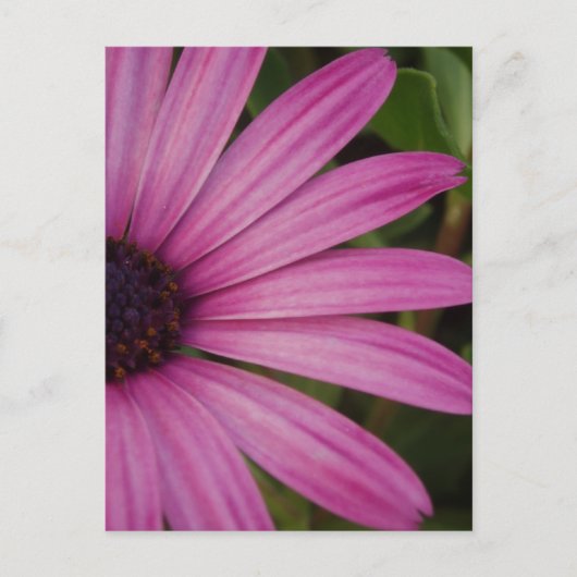 Pink Daisy Postcard Postkarte (Vorderseite)