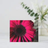 Pink Daisy Postcard Postkarte (Stehend Vorderseite)