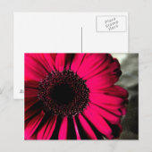 Pink Daisy Postcard Postkarte (Vorne/Hinten)