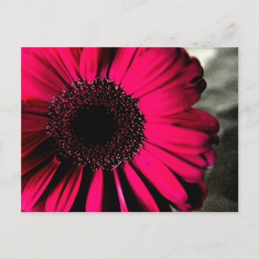 Pink Daisy Postcard Postkarte (Vorderseite)