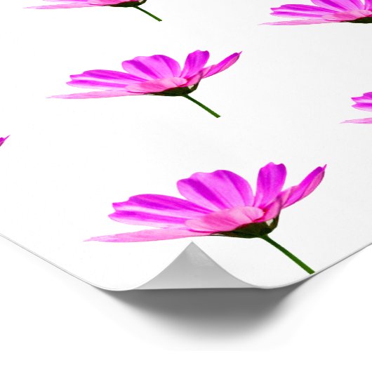 Pink Daisy Poster (Ecke)