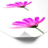 Pink Daisy Poster (Ecke)
