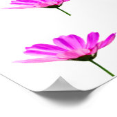 Pink Daisy Poster (Ecke)