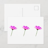 Pink Daisy Postkarte (Vorne/Hinten)