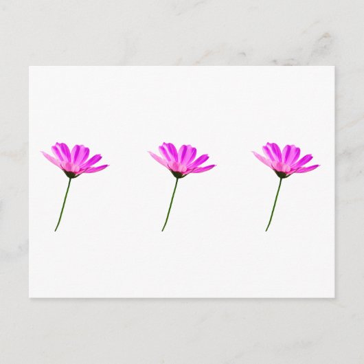 Pink Daisy Postkarte (Vorderseite)