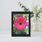 Pink Daisy Postkarte (Stehend Vorderseite)