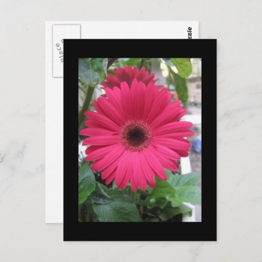 Pink Daisy Postkarte (Vorne/Hinten)