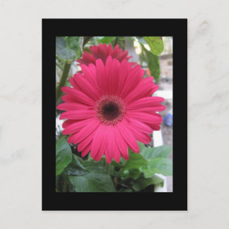 Pink Daisy Postkarte