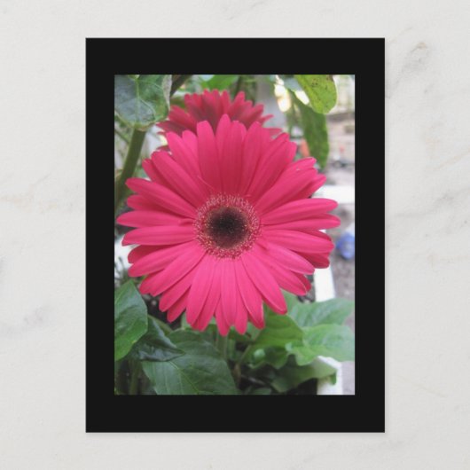Pink Daisy Postkarte (Vorderseite)