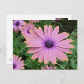 Pink Daisy Postkarte (Vorne/Hinten)