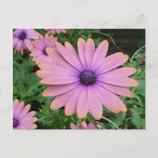 Pink Daisy Postkarte (Vorderseite)