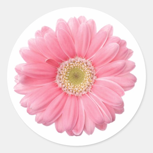 PINK DAISY Single Blume Weißer Hintergrund P06A Runder Aufkleber (Vorderseite)