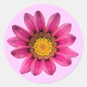 Pink Daisy Sticker