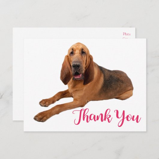 Pink danke dir Bloodhound Puppy Dock Postkarte (Vorne/Hinten)