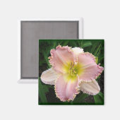 Pink Day Lily got Zähne mit 2 x 2 Magneten Magnet (Vorderseite/Rückseite)