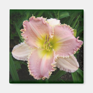 Pink Day Lily got Zähne mit 2 x 2 Magneten Magnet