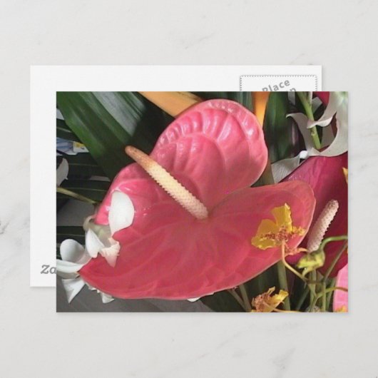 Pink denken postkarte (Vorne/Hinten)