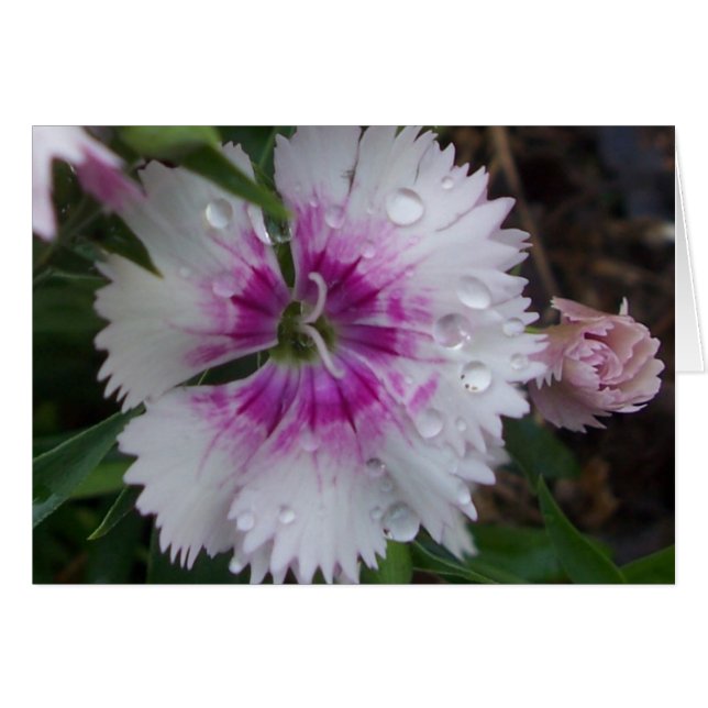 PINK DIANTHUS (Vorderseite (Horizontal))