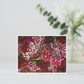 Pink-Dianthus-Bett Postkarte (Stehend Vorderseite)