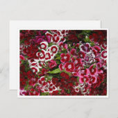 Pink-Dianthus-Bett Postkarte (Vorne/Hinten)
