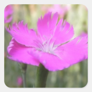 Pink Dianthus Bloom Quadratischer Aufkleber