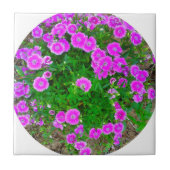 Pink Dianthus Blume Tile Fliese (Vorderseite)