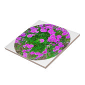 Pink Dianthus Blume Tile Fliese (Seite)