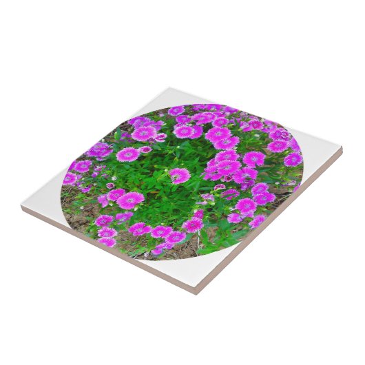 Pink Dianthus Blume Tile Fliese (Seite)