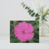 Pink Dianthus Postkarte (Stehend Vorderseite)
