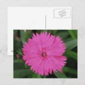 Pink Dianthus Postkarte (Vorne/Hinten)