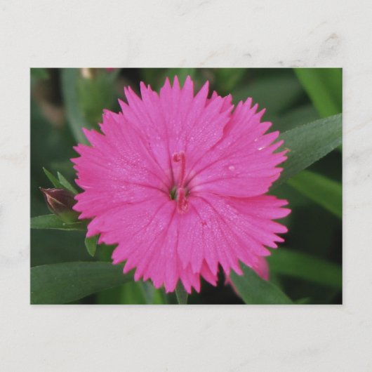 Pink Dianthus Postkarte (Vorderseite)