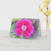 Pink Dianthus Sweet William Gertie's Garden Karte (Gelbe Blume)