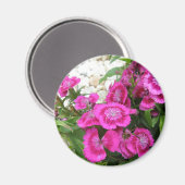 Pink Dianthus/Sweet William Magnet (Vorderseite/Rückseite)