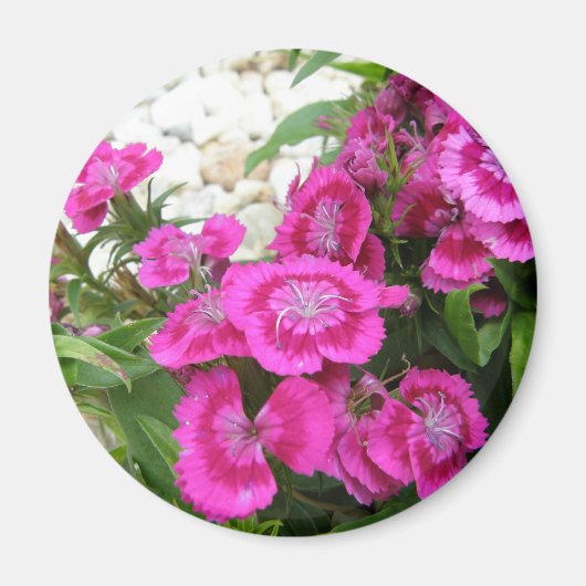 Pink Dianthus/Sweet William Magnet (Vorne)