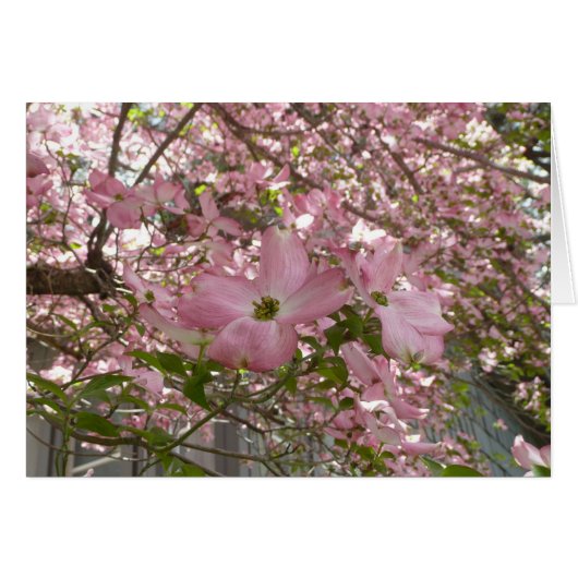 Pink Dogwood Card - Blank Card (Vorderseite (Horizontal))