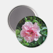 Pink Double Hibiskus Magnet (Vorderseite/Rückseite)