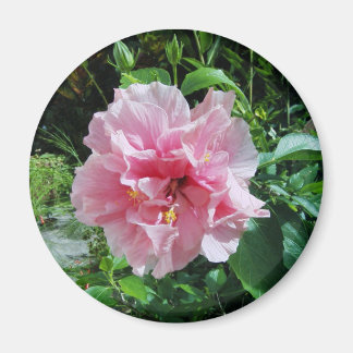 Pink Double Hibiskus Magnet