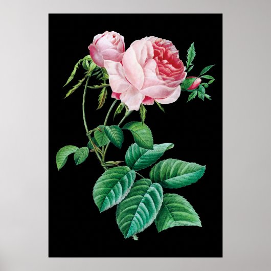Pink English Rose Black Hintergrund Poster (Vorne)