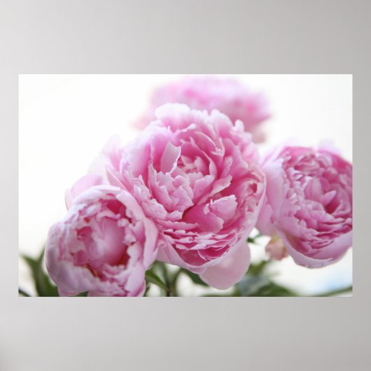Pink-Erdnussplakat Poster (Vorne)