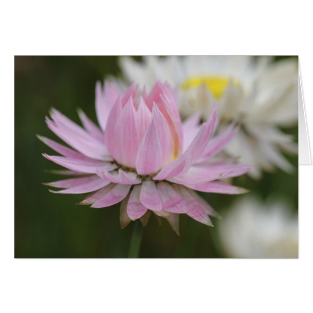 Pink Everlasting Daisy Card (Vorderseite (Horizontal))