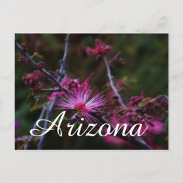 Pink Fairy Duster, Arizona Postkarte