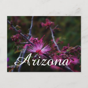 Pink Fairy Duster, Arizona Postkarte