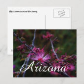 Pink Fairy Duster, Arizona Postkarte (Vorne/Hinten)