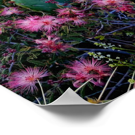 Pink Fairy Duster Blume & Prickly Pear Cactus Poster (Ecke)