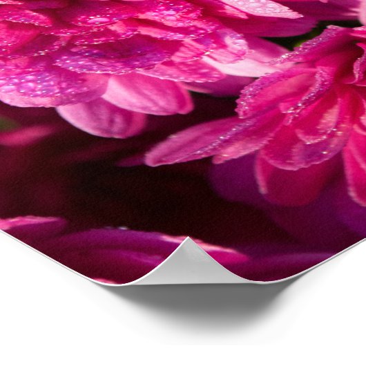 Pink Fall Mums Poster (Ecke)