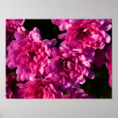 Pink Fall Mums Poster (Vorne)